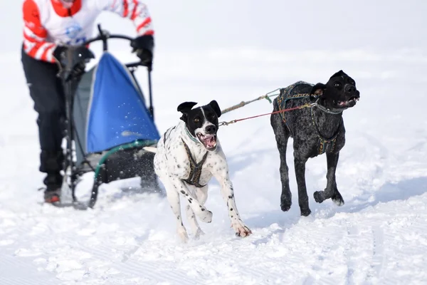 Musher escondendo atrás do trenó na corrida de trenó cão — Fotografia de Stock