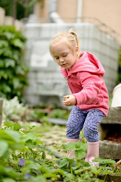 Schattige kleine meisje plukken aardbeien — Stockfoto