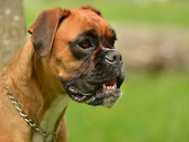 Boxer Köpek açık havada