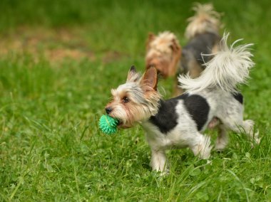 Biewer-Yorkshire korkunç