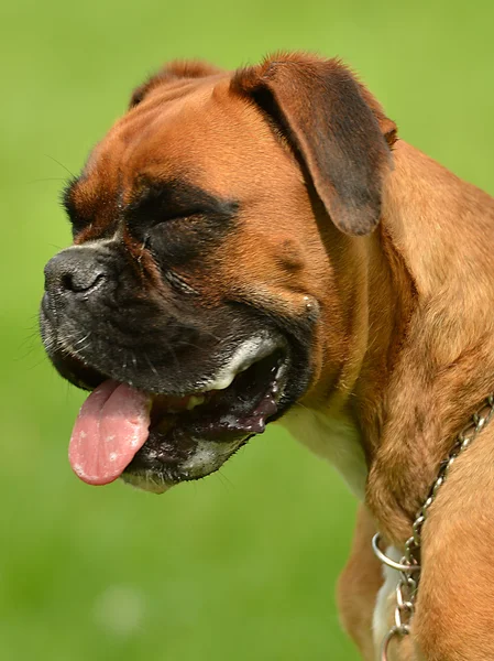 Boxer hund utomhus — Stockfoto