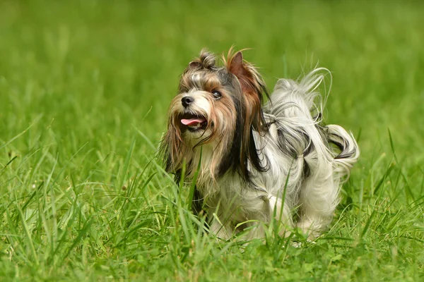 Biewer Yorkshire Terrier — Zdjęcie stockowe