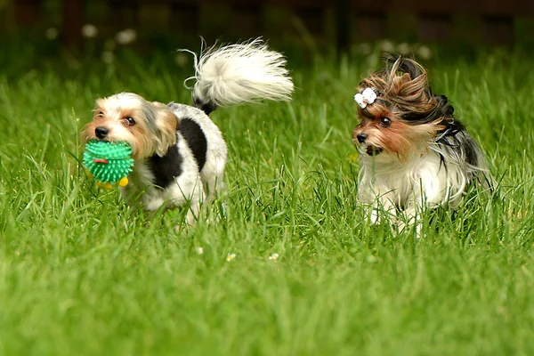 Terrier Biewer-Yorkshire — Foto Stock