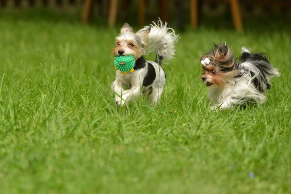 Biewer-Yorkshire terriers — Stockfoto