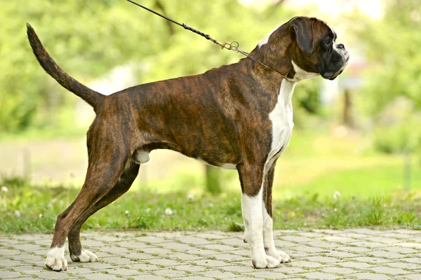 Boxer cão ao ar livre — Fotografia de Stock