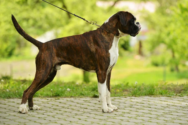 Boxer dog outdoors — Stock Photo, Image