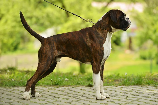 Boxer Köpek açık havada — Stok fotoğraf