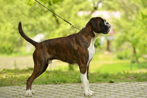 Boxer Köpek açık havada — Stok fotoğraf