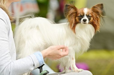Genç papillon köpek