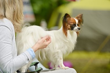 Genç papillon köpek