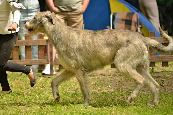 Irish Wolfhound cane — Foto Stock