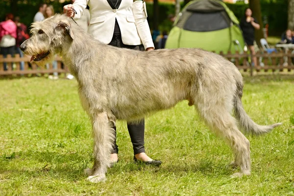 Ιρλανδικό wolfhound σκυλί — Φωτογραφία Αρχείου