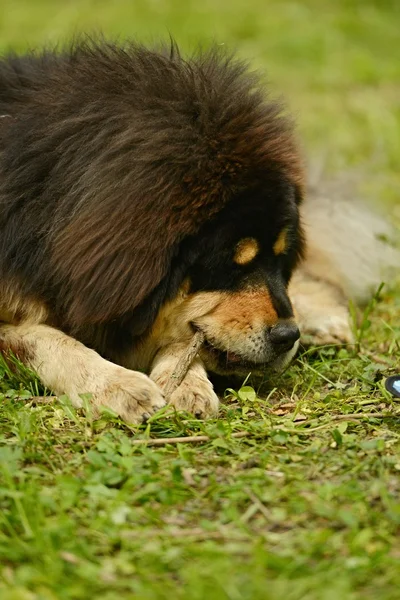 Perro mastín tibetano — Foto de Stock