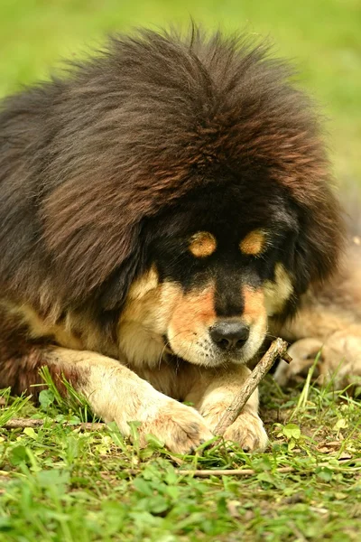 Cão mastim tibetano — Fotografia de Stock