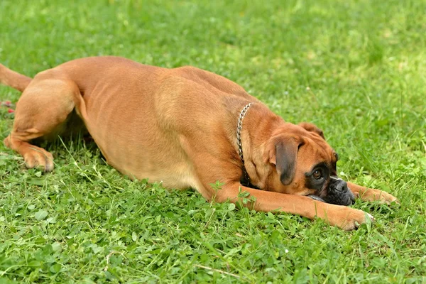 Boxer hond buiten — Stockfoto