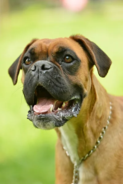 Boxer dog outdoors — Stock Photo, Image