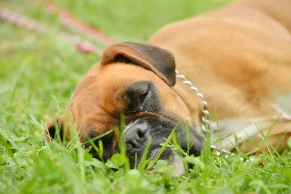 Boxer dog outdoors — Stock Photo, Image