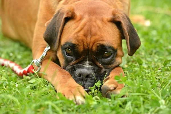 Boxer kutya szabadban — Stock Fotó