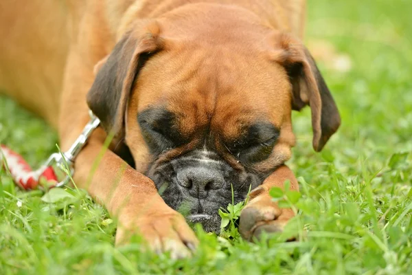 Boxer cão ao ar livre — Fotografia de Stock