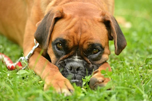 Boxer dog outdoors — Stock Photo, Image