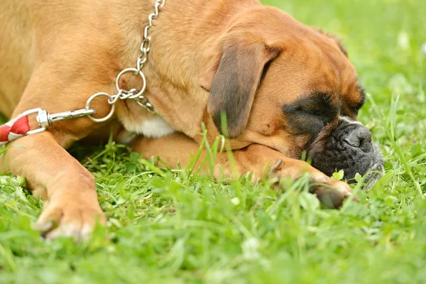 Boxerhund im Freien — Stockfoto