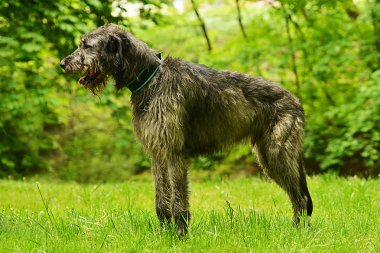 İrlandalı wolfhound köpek