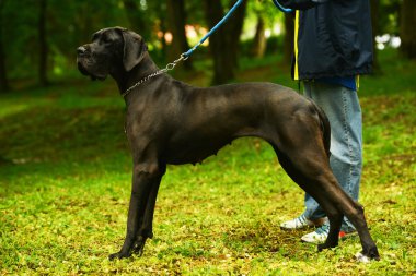 Danua köpekVictoria çeşme, Londra