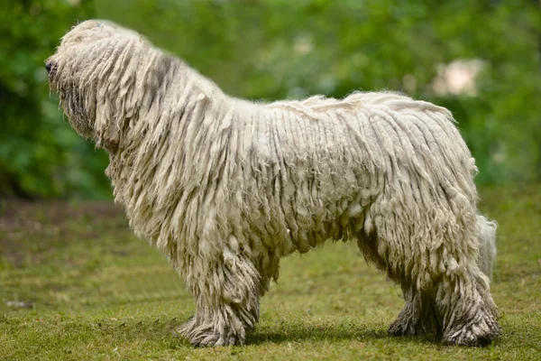 Ritratto di cane komondor — Foto Stock