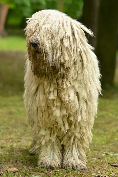 Porträtt av komondor hund — Stockfoto