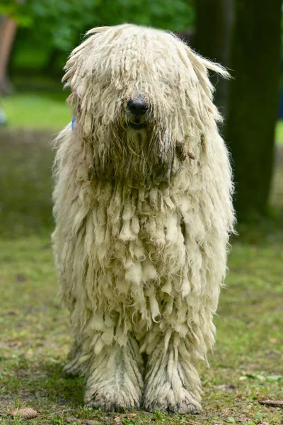 Retrato de cão komondor — Fotografia de Stock