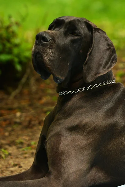 Wielki Duńczyk psa — Zdjęcie stockowe