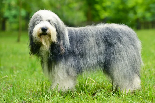 Velho Cão Pastor Inglês Barbudo Collie Grama Verde Livre — Fotografia de Stock