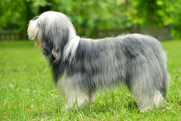 Old English Sheepdog Bearded Collie Green Grass Outdoors — Stock Photo, Image