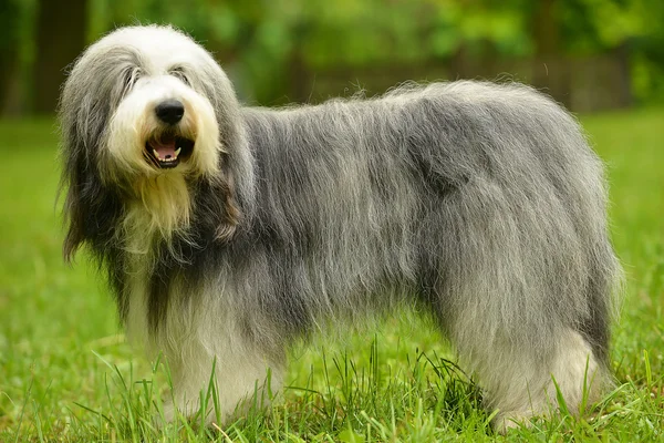 Viejo Perro Pastor Inglés Barbudo Collie Hierba Verde Aire Libre — Foto de Stock