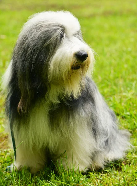 Owczarek Staroangielski Bearded Collie Zielonej Trawie Zewnątrz — Zdjęcie stockowe