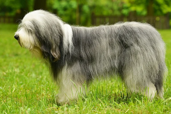 Viejo Perro Pastor Inglés Barbudo Collie Hierba Verde Aire Libre — Foto de Stock