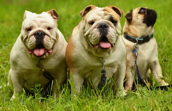 Englische Bulldoggen und Mops — Stockfoto