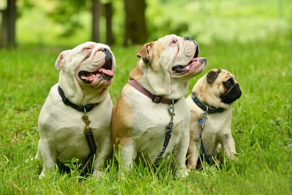 Englische Bulldoggen und Mops — Stockfoto