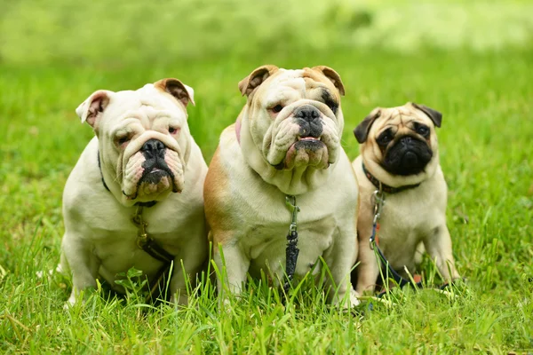 Englische Bulldoggen und Mops — Stockfoto