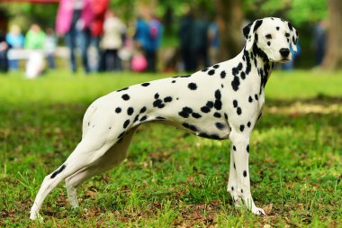 Beautiful Dalmatian dog