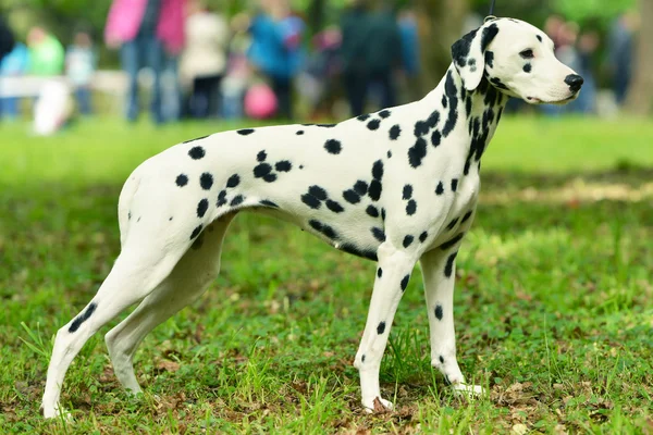 Beautiful Dalmatian dog — Stok fotoğraf