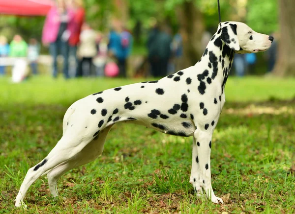 Belo cão dálmata — Fotografia de Stock