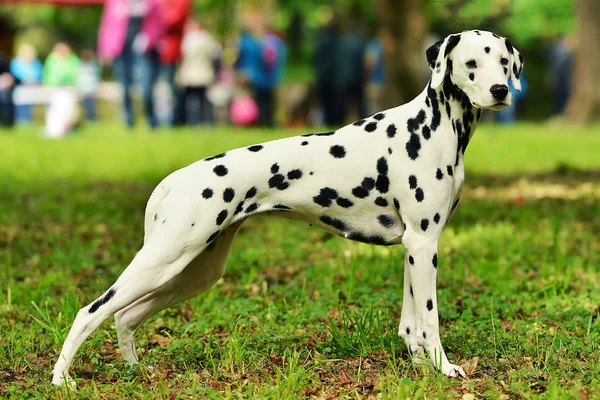 Bellissimo cane dalmata — Foto Stock