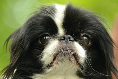 sevimli Japon İspanyol