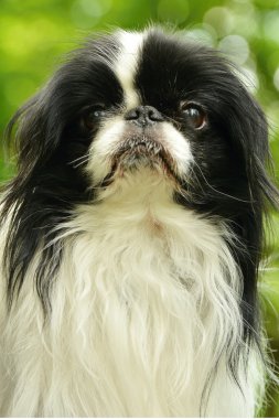 sevimli Japon İspanyol