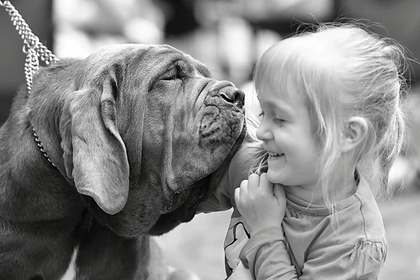 Rasechte hond met meisje — Stockfoto