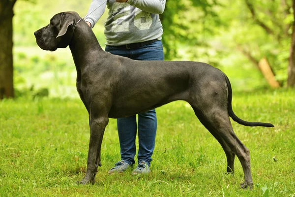 Great dane honden — Stockfoto