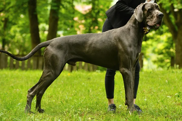 Grande cão dinamarquês — Fotografia de Stock