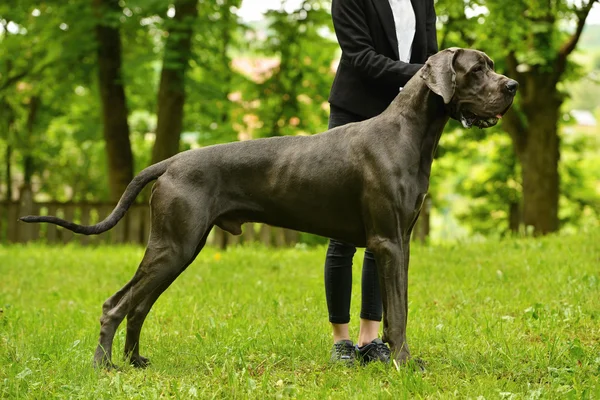 Danua köpekVictoria çeşme, Londra — Stok fotoğraf