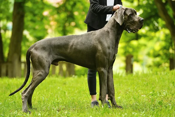 Great dane honden — Stockfoto